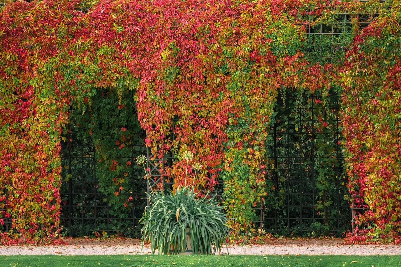 Pergola met klimplanten en houten bank. Pergola met klimplanten en houten bank.