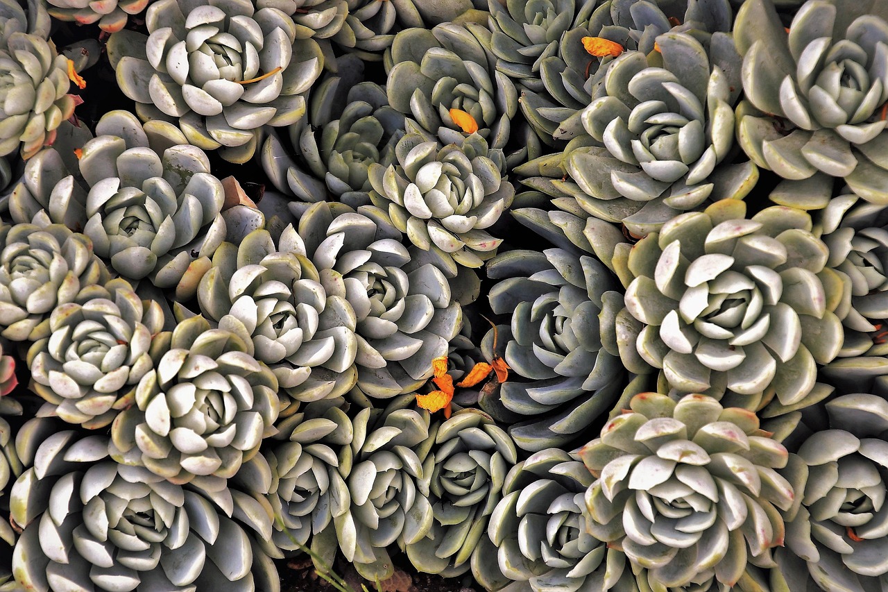 Pastelkleurige bloemen op organische wallpaper