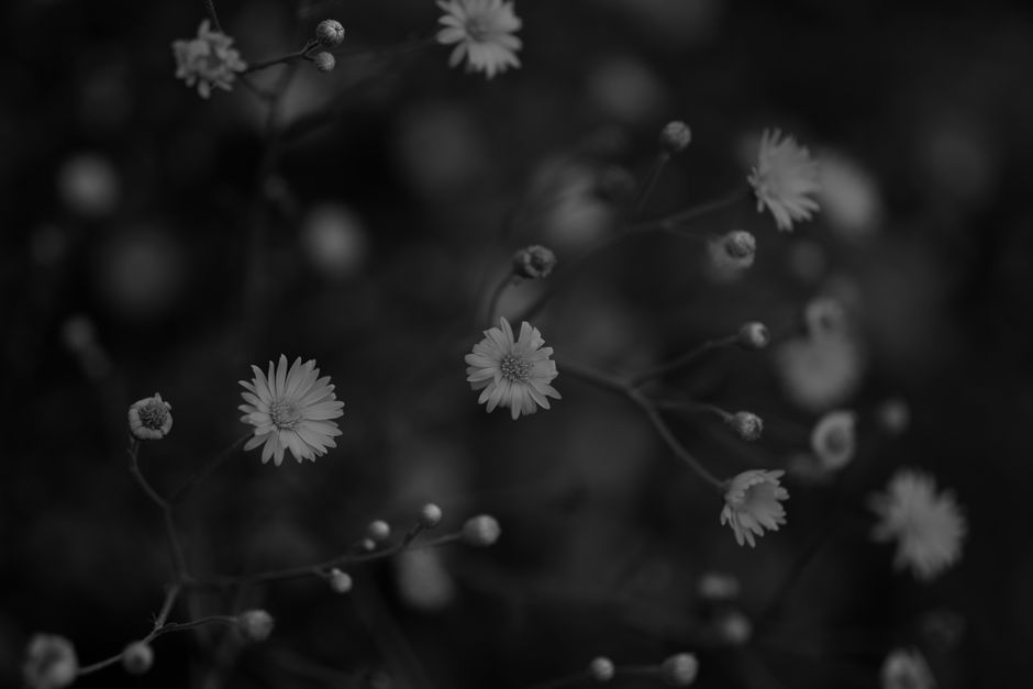 Elegante zwart-wit fotokunst met florale details.