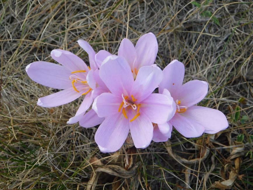 Blauwe gordijnen en herfstbladeren bij open haard.
